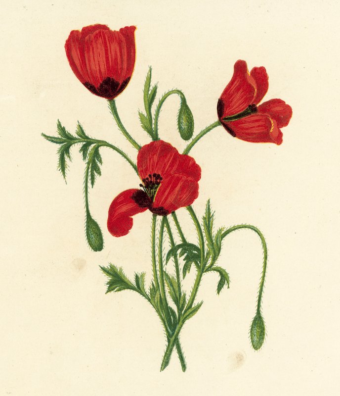Długi mak kolczasty, Papaver argemone (kolorowa litografia) autorstwa English School