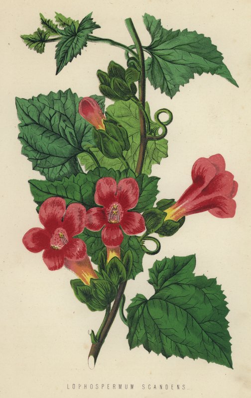 Lophospermum Scandens (chromolit) autorstwa English School