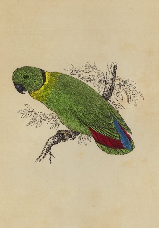Love Bird (kolor lito) autorstwa English School