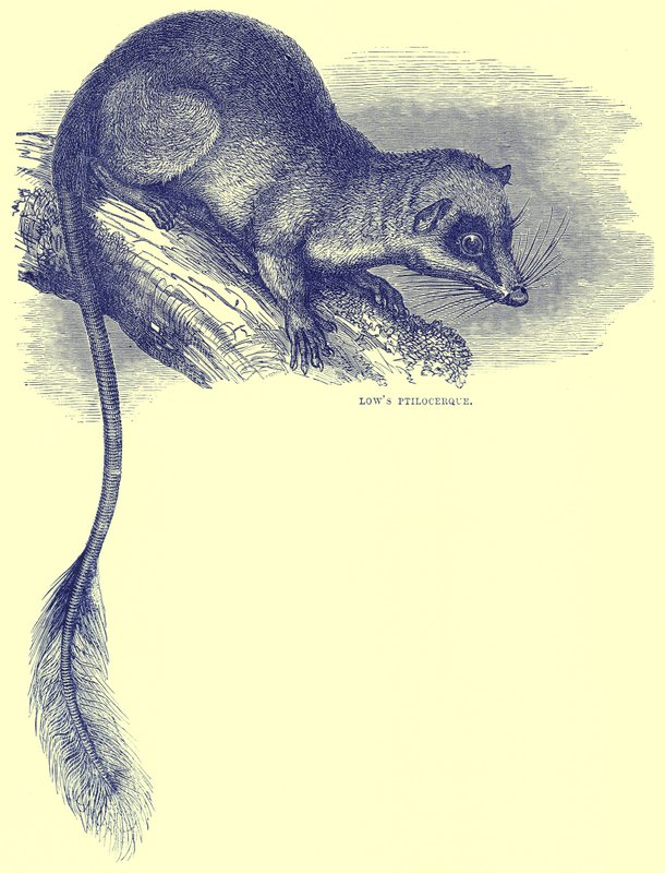 Lowes Ptilocercus, ilustracja z Cassells Natural History autorstwa English School