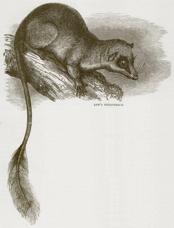 Lowes Ptilocercus, ilustracja z Cassells Natural History autorstwa English School