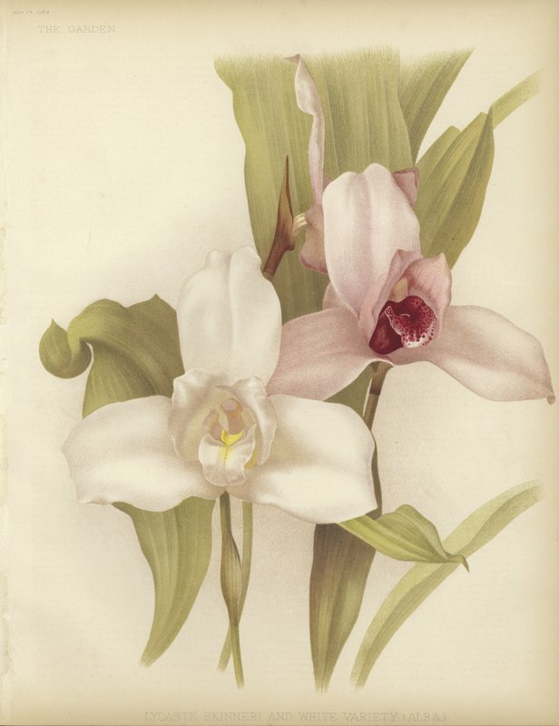 Lycaste skinneri i biała odmiana autorstwa English School