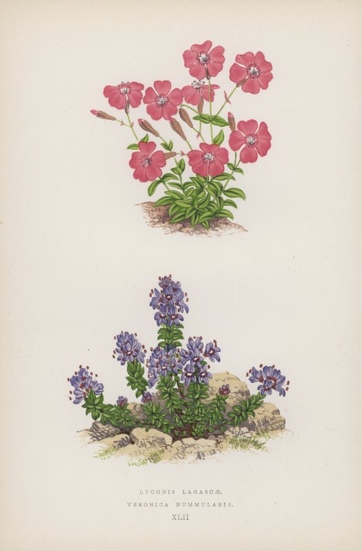 Lychnis Lagascae; Veronica Nummularia (kolor lito) autorstwa English School