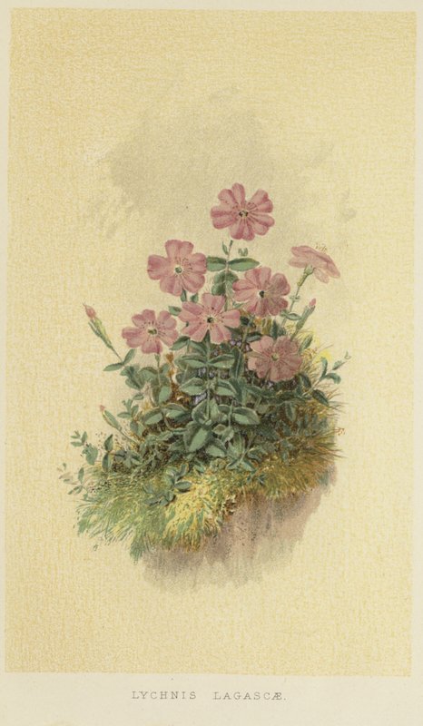 Lychnis lagascae autorstwa English School