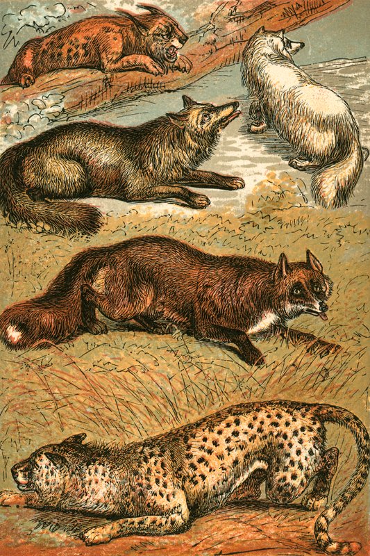 Ryś, lis krzyżowy, lis polarny, lis zwyczajny i gepard autorstwa English School