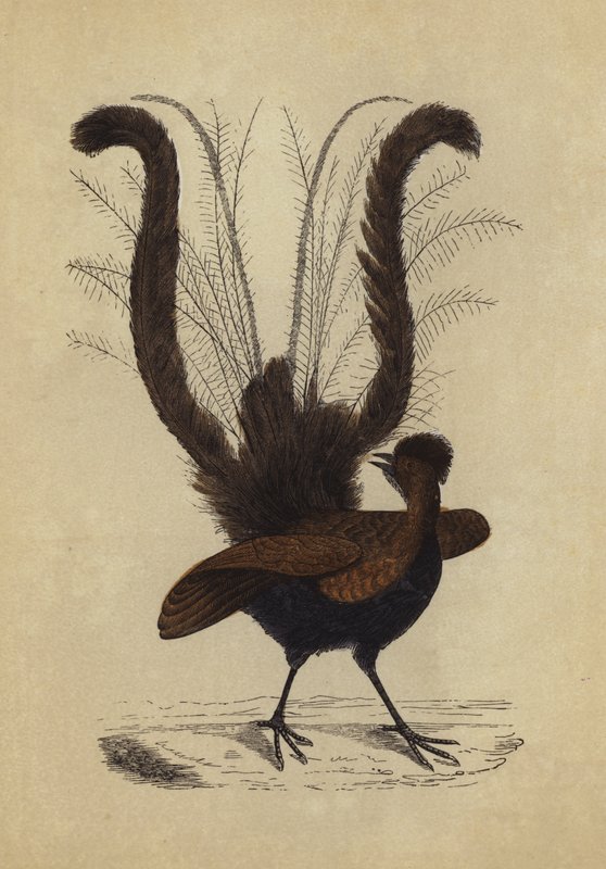 Lyre Bird (kolorowa litografia) autorstwa English School