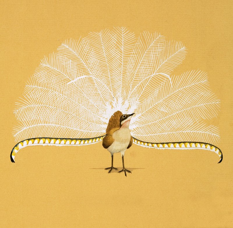 Lyre Birdpoli autorstwa English School