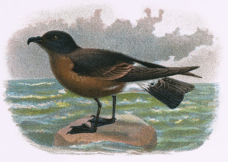 Drewno Petrel autorstwa English School