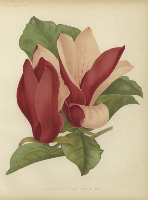 Magnolia soulangiana nigra autorstwa English School
