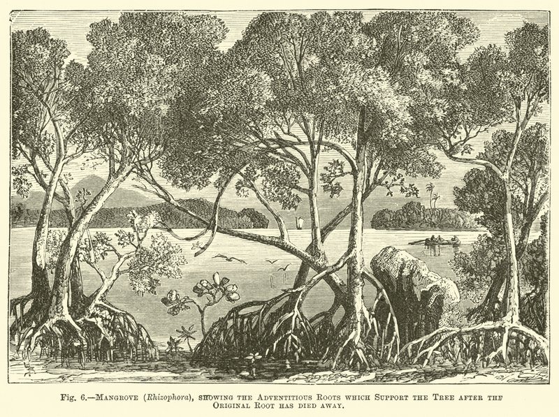 Mangrove (Rhizophora), ukazujący korzenie przybyszowe, które podtrzymują drzewo po obumarciu oryginalnego korzenia autorstwa English School