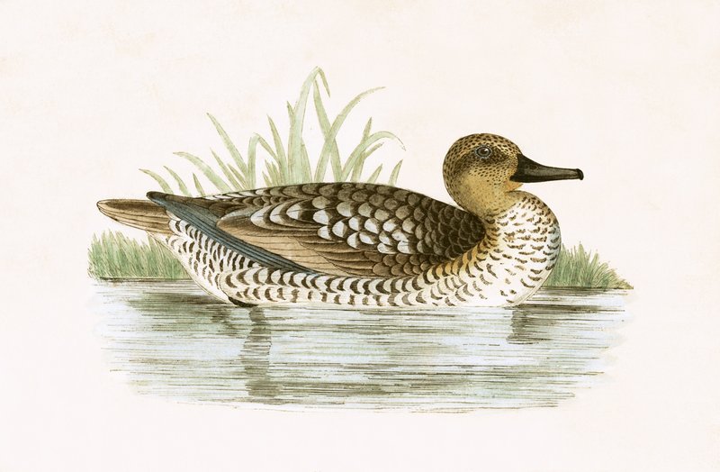 Marbled Duck, ilustracja z „Historii ptaków Europy nieobserwowanej na wyspach brytyjskich” Charlesa Roberta Bree (1811-86), opublikowana w 1867 (kolor lito) autorstwa English School
