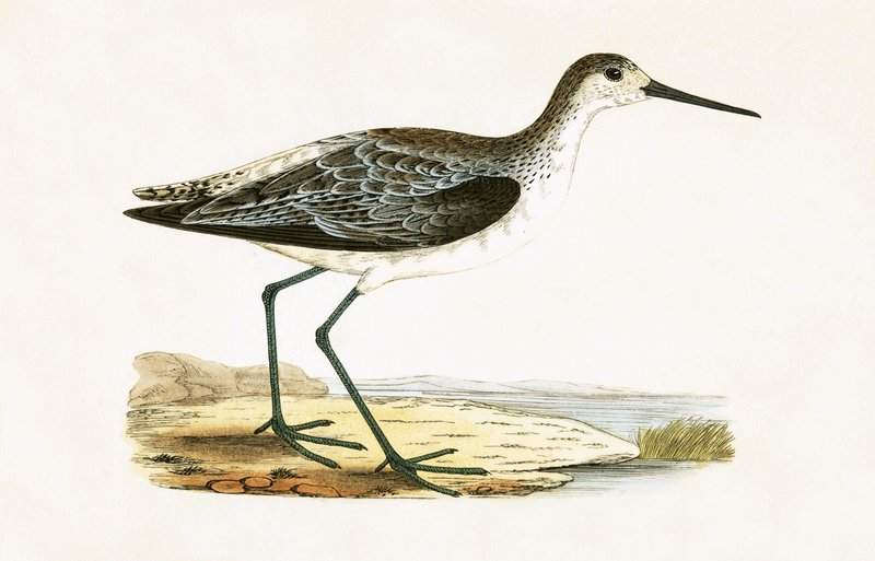 Marsh Sandpiper, ilustracja z „Historii ptaków Europy nieobserwowanych na wyspach brytyjskich” Charlesa Roberta Bree (1811-86), opublikowana w 1867 r. autorstwa English School