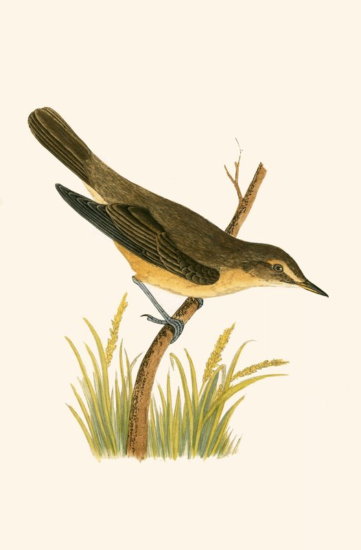 Marsh Warbler, iliustracija iš Charleso Roberto Bree (1811–86) „Britų salose nepastebėtų Europos paukščių istorijos“, išleista 1867 m. autorstwa English School