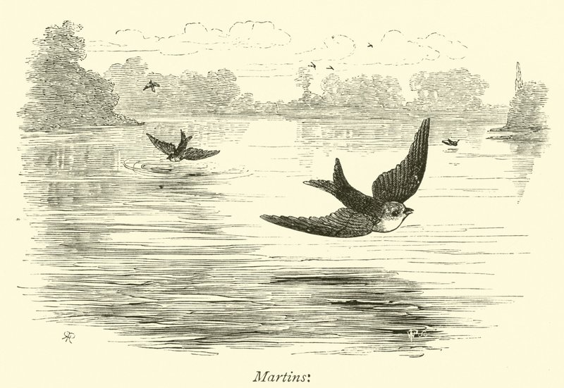 Martins autorstwa English School