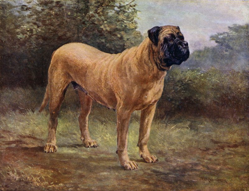 Mastiff Bitch Champion Elgiva, KCSB 1363 A (kolorowa litografia) autorstwa English School