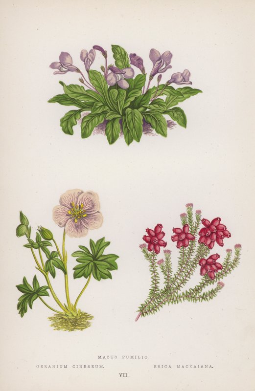 Mazus Pumilio; Geranium Cinereum; Erica Mackaiana (członkowie kolorowi) autorstwa English School