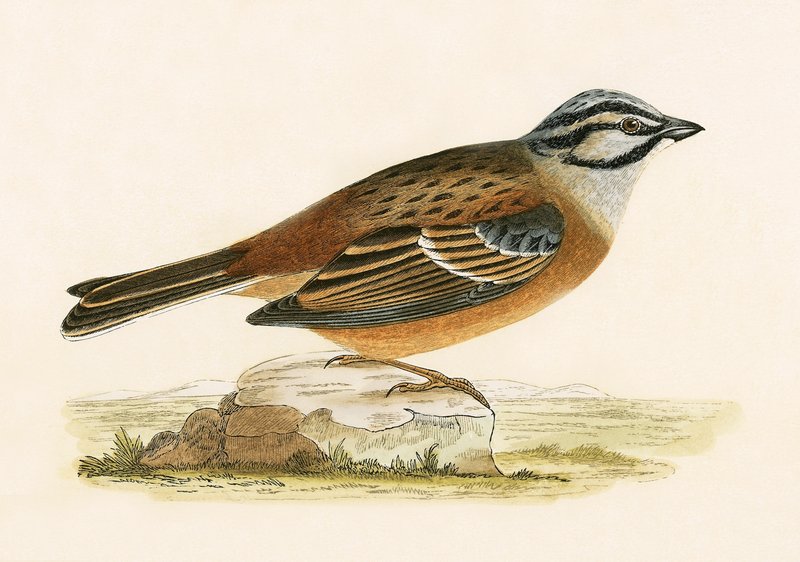 Meadow Bunting, ilustracja z „Historii ptaków Europy nieobserwowanych na wyspach brytyjskich” Charlesa Roberta Bree (1811-86), opublikowana w 1867 r. autorstwa English School