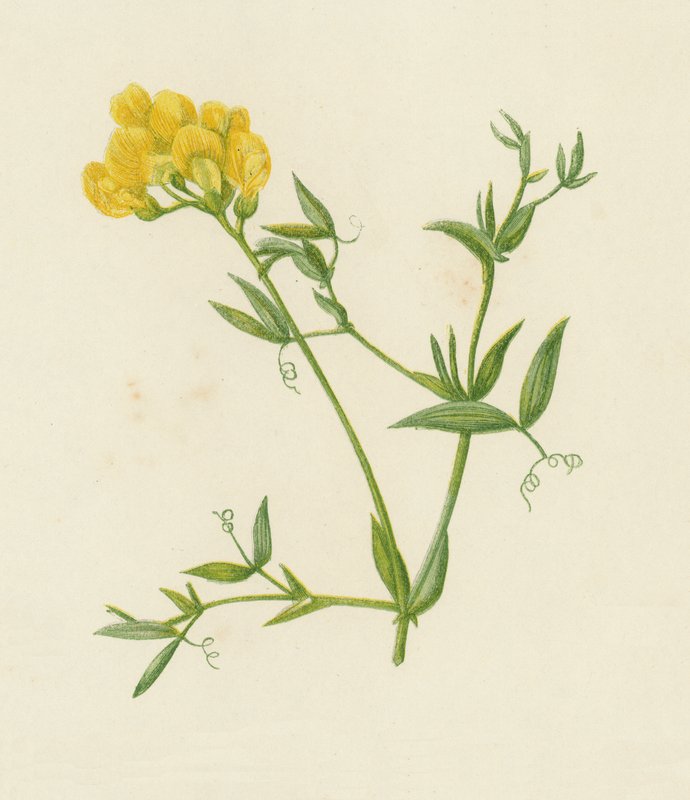 Wyka łąkowa, Lathyrus pratensis (kolor lito) autorstwa English School