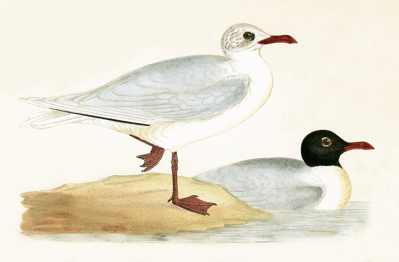 Mewa czarnogłowa śródziemnomorska, ilustracja z „Historii ptaków Europy nieobserwowanych na wyspach brytyjskich” Charlesa Roberta Bree (1811-86), opublikowana w 1867 r. (kolor lito) autorstwa English School