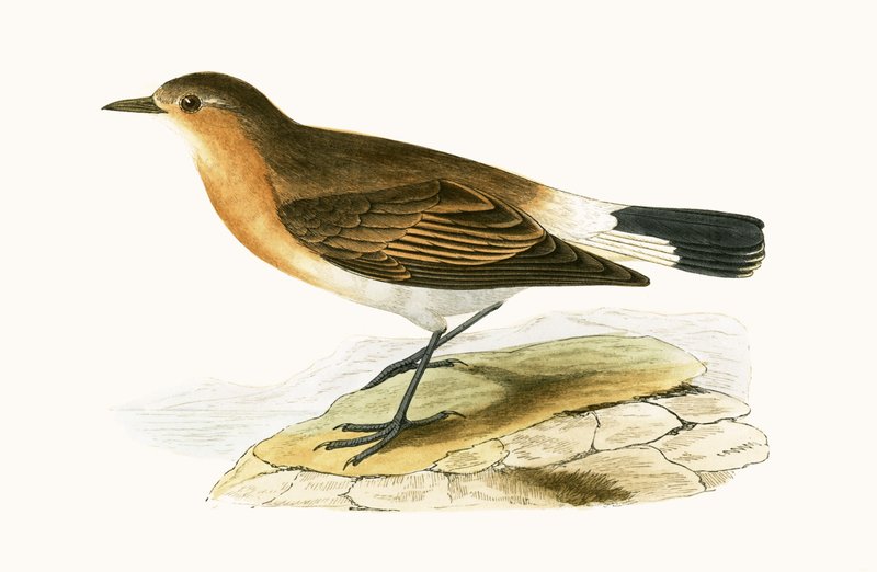 Menetries Wheatear, ilustracja z „Historii ptaków Europy nieobserwowanych na wyspach brytyjskich” Charlesa Roberta Bree (1811-86), opublikowana w 1867 r. autorstwa English School