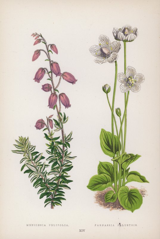 menziesia polifolia; Parnassia Palustris (kolor lito) autorstwa English School