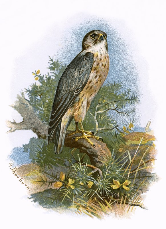 Merlin autorstwa English School