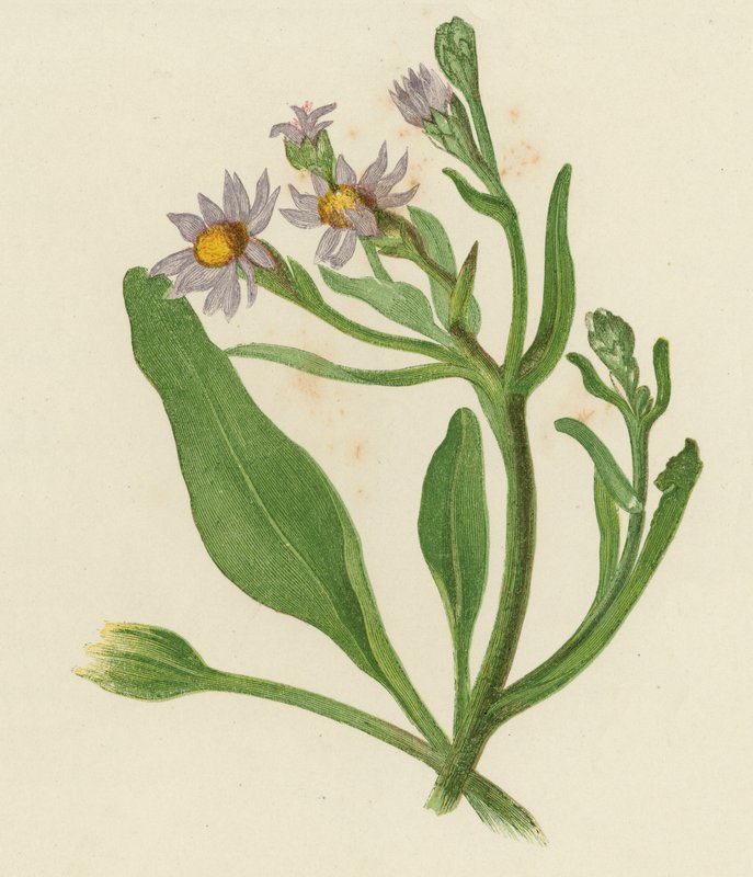 Michaelmas Daisy, Aster Tripolium (kolor lito) autorstwa English School
