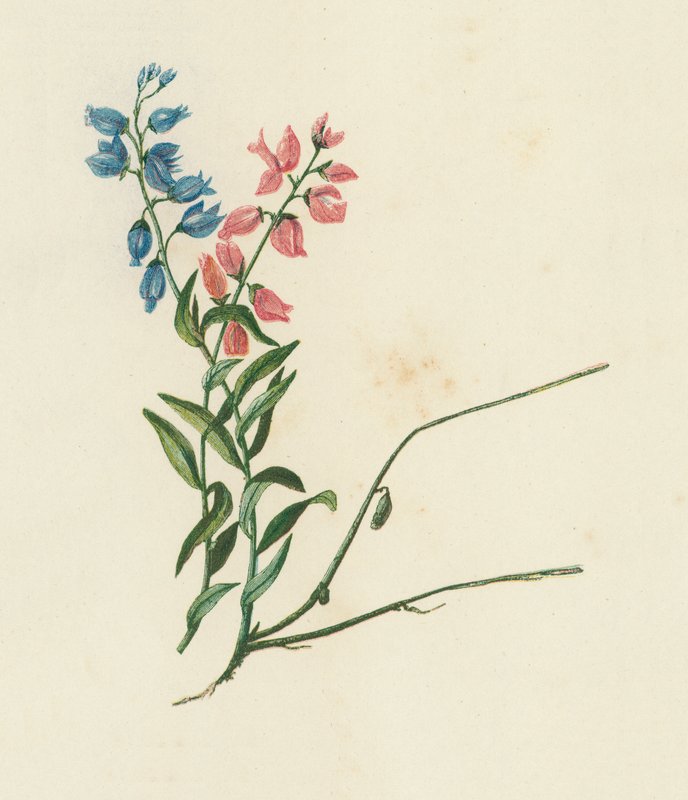 Mlecz zwyczajny, Polygala Vulgaris (kolorowa litografia) autorstwa English School