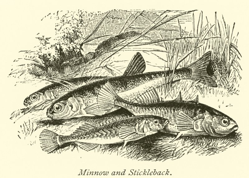 Minnow i Stickleback autorstwa English School