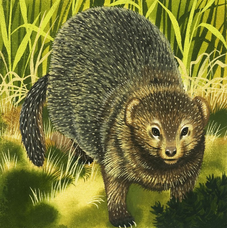 Mongoose autorstwa English School