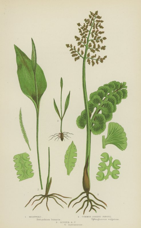 Moonwort, język żmii pospolitej, język żmii mniejszej (kolor lito) autorstwa English School