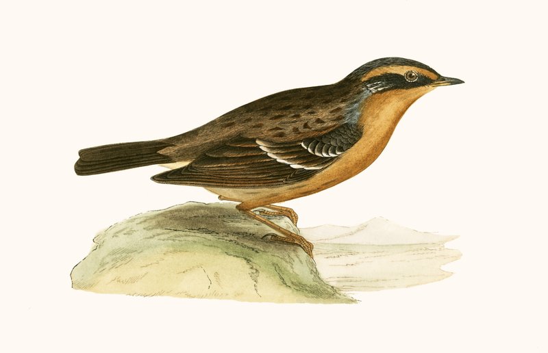 Accentor górski, ilustracja z "A History of the Birds of the Europe Not Observed in the British Isles" autorstwa Charlesa Roberta Bree (1811-86), opublikowana w 1867 r. autorstwa English School