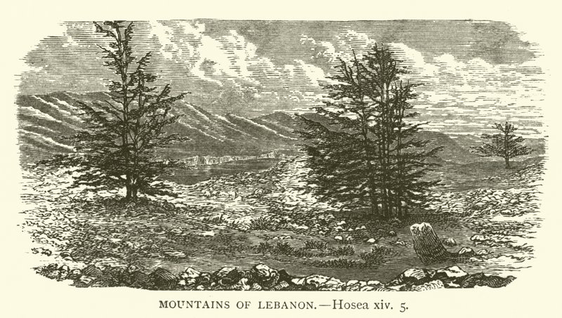 Góry Libanu, Ozeasz, XIV, 5 (rycina) autorstwa English School