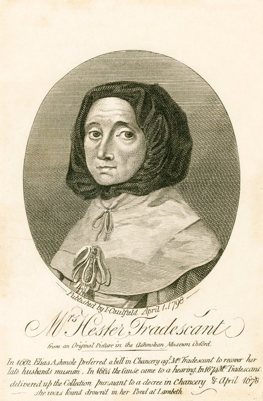 Pani Hester Tradescant autorstwa English School