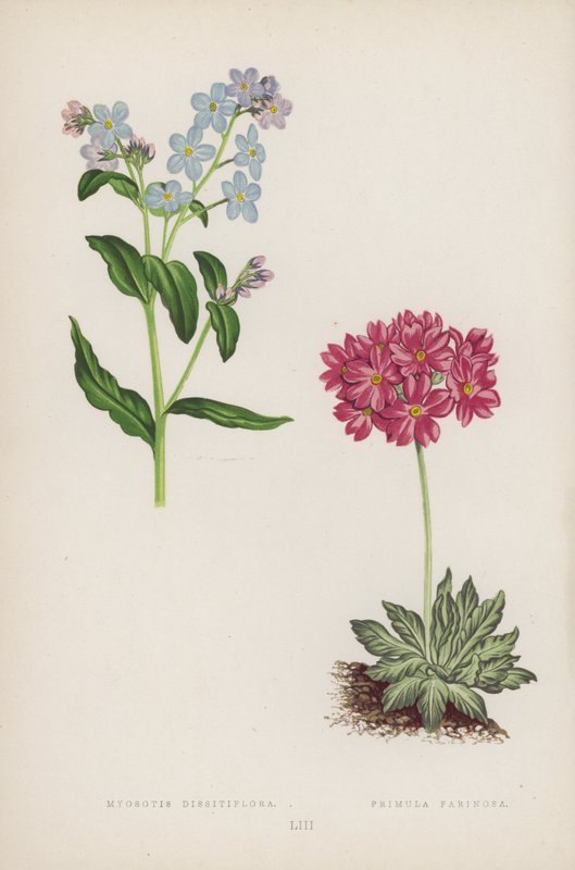 Myosotis Dissitiflora; Primula Farinosa (kolor lito) autorstwa English School