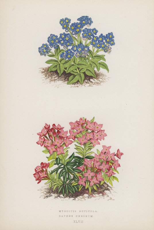 Myosotis Rupicola; Daphne Cneorum (litografia kolorowa) autorstwa English School