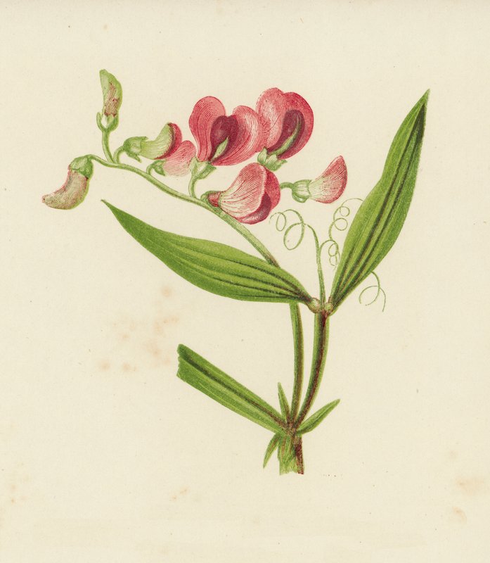 Wąskolistny groszek wieczny, Lathyrus Sylvestris (kolor lito) autorstwa English School