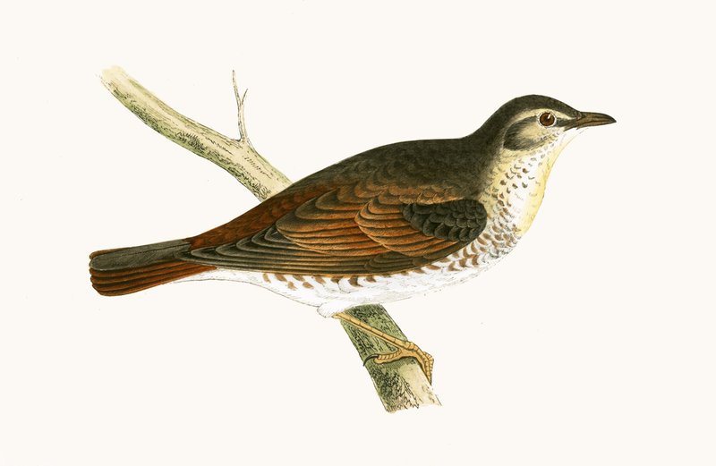 Drozd Naumanna, ilustracja z "A History of the Birds of Europe Not Observed in the British Isles" autorstwa Charlesa Roberta Bree (1811-86), opublikowana w 1867 r. autorstwa English School