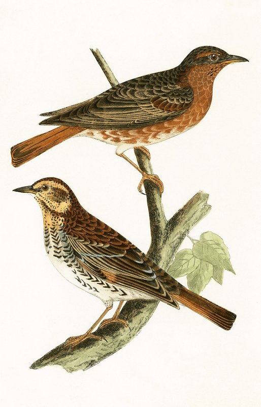 Drozd Naumanna, ilustracja z „Historii ptaków Europy nieobserwowanych na wyspach brytyjskich” Charlesa Roberta Bree (1811-86), opublikowana w 1867 r. autorstwa English School