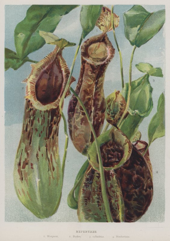 Nepenthes autorstwa English School