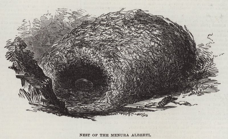 Gniazdo Menury Alberti (rycina) autorstwa English School