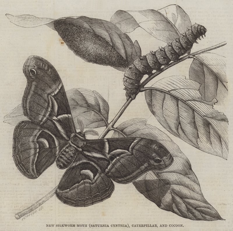 Nowa ćma jedwabnikowa (Saturnia Cynthia), gąsienica i kokon (grawerowanie) autorstwa English School