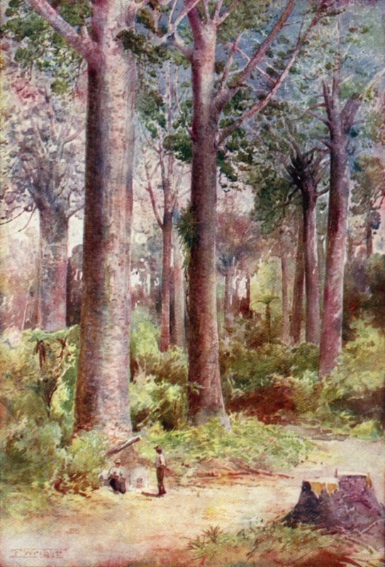 Nowa Zelandia: Kauri (litografia kolorowa) autorstwa English School
