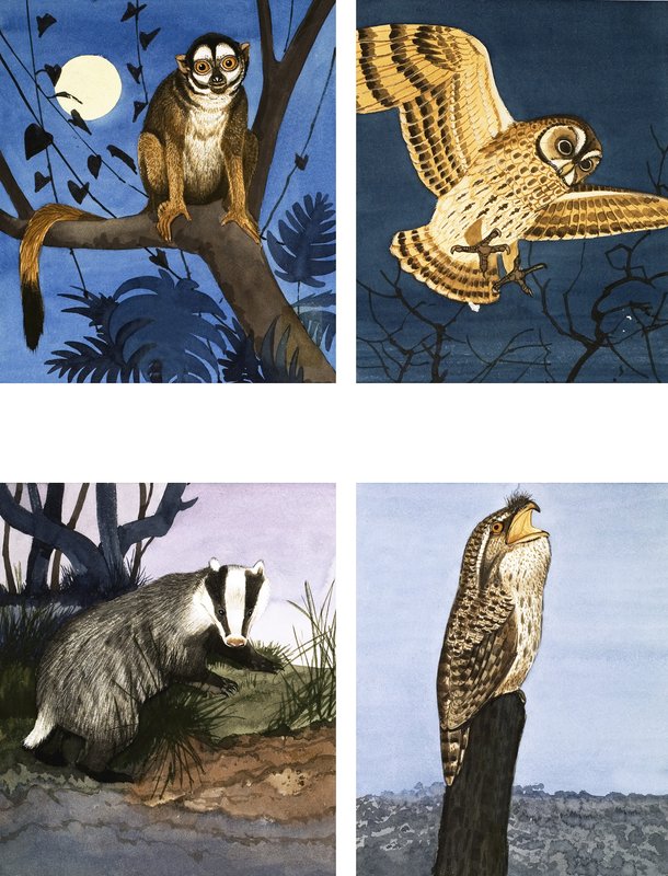 Nocne stworzenia autorstwa English School