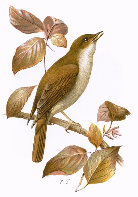 Nightingalepoli autorstwa English School