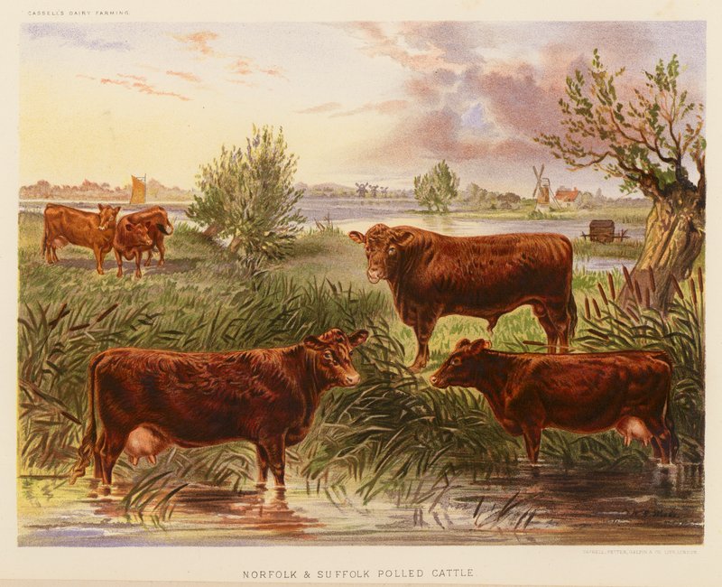 Bydło rasy Norfolk i Suffolk Polled (litografia kolorowa) autorstwa English School