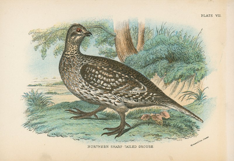 Głuszec północny (Sharp-Tailed Grouse) autorstwa English School