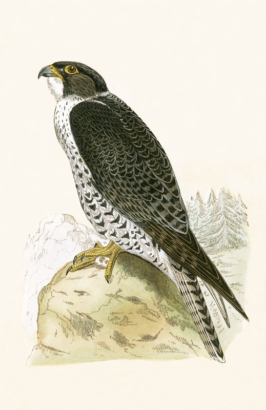 Norweski Jer-Falcon, ilustracja z „Historii ptaków Europy nieobserwowanych na wyspach brytyjskich” Charlesa Roberta Bree (1811-86), opublikowana w 1867 r. autorstwa English School