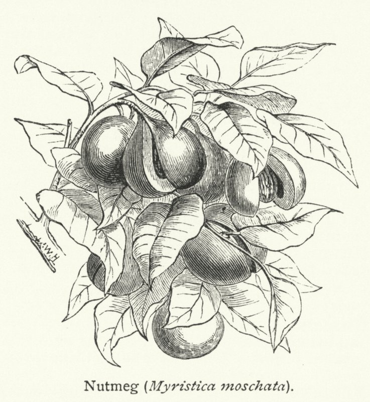 Gałka muszkatołowa (Myristica moschata) (rycina) autorstwa English School