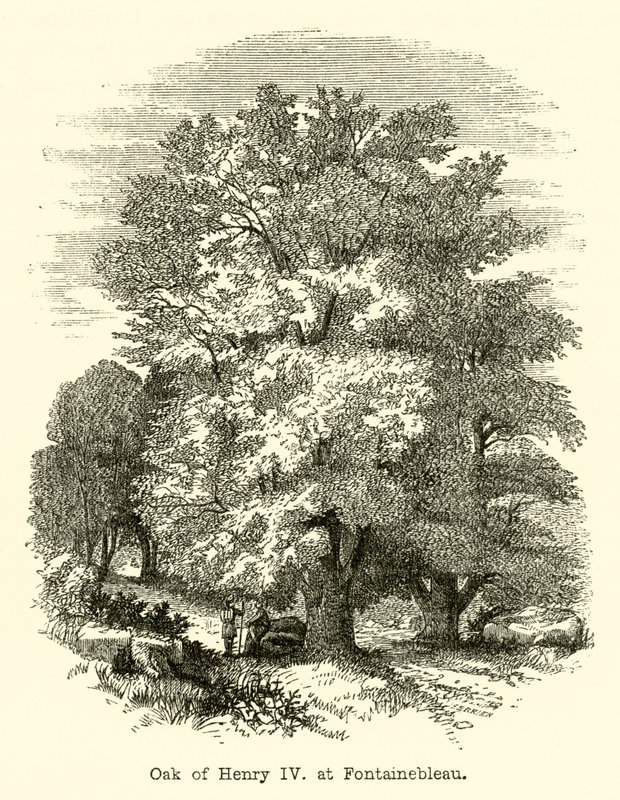 Dąb Henryka IV w Fontainebleau (rycina) autorstwa English School